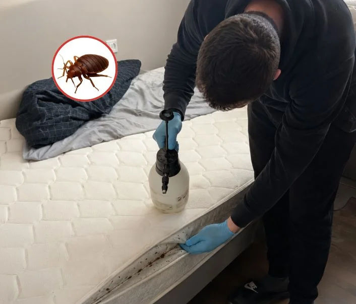 Technicien traitant un matelas contre les punaises de lit à Brunoy